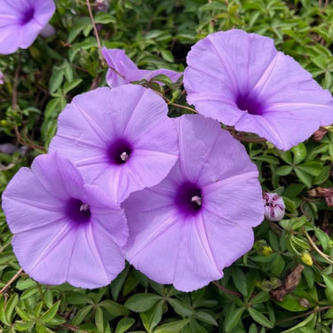 Morning Glory-Purple