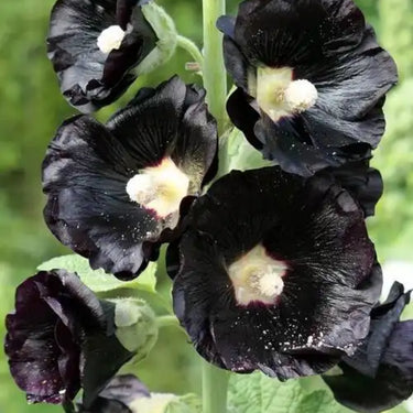 Hollyhock Seeds - Nigra