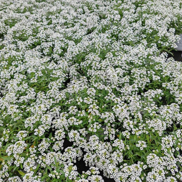 Sweet Alyssum Seeds - Tall White
