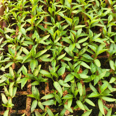 Cover Crop Mix Seeds