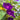 Morning Glory-Amethyst Lace