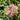Dianthus 'Grans Favorite' Pink Seeds