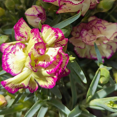 Dianthus 'Grans Favorite' Pink Seeds