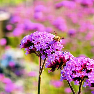 Purple Verbena Seeds