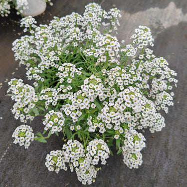 Sweet Alyssum Seeds - Tall White