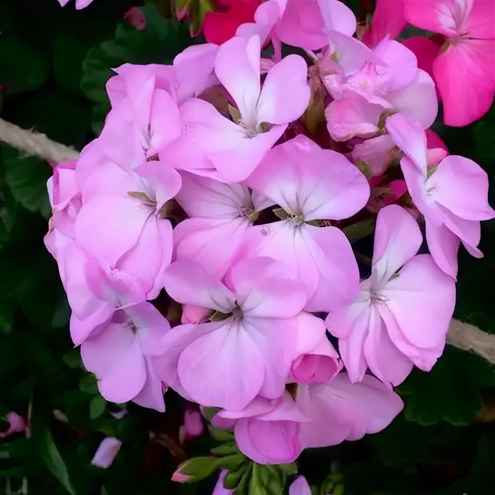 Geranium Soft Velvety Rose Seeds | Plush Velvet Rose-Pink Blooms ...