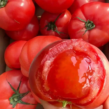 Non-GMO Heirloom Tomato Seeds for Planting