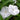 Morning Glory-White