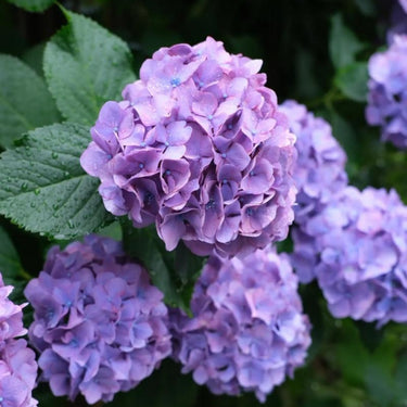 Hydrangea Seed Bonsai Flower Seeds – Purple