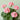 Geranium Seeds-Apricot Blush