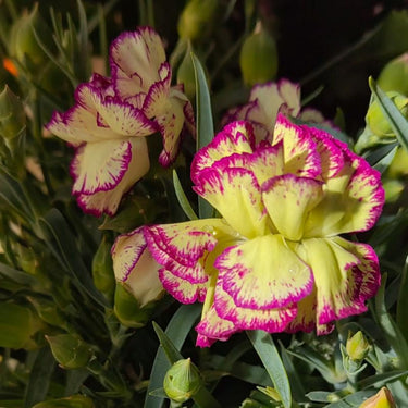 Dianthus 'Grans Favorite' Pink Seeds