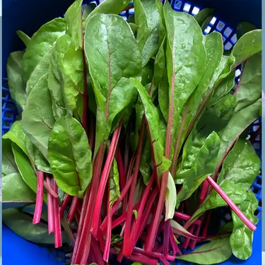 Red Chinese Kale Seeds, Vegetable Seeds for Planting
