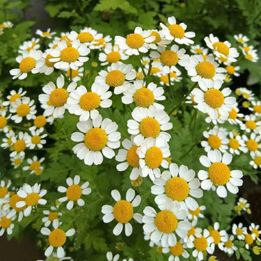 Chamomile Seeds - Roman