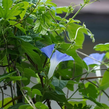 Morning Glory-Blue