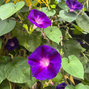 Morning Glory-Amethyst Lace