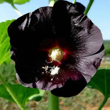 Hollyhock Seeds - Nigra