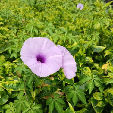 Morning Glory - Taro Purple Seeds