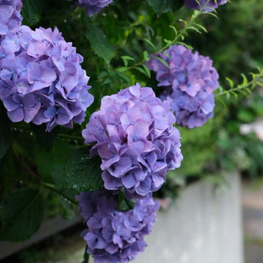 Hydrangea Seed Bonsai Flower Seeds – Purple