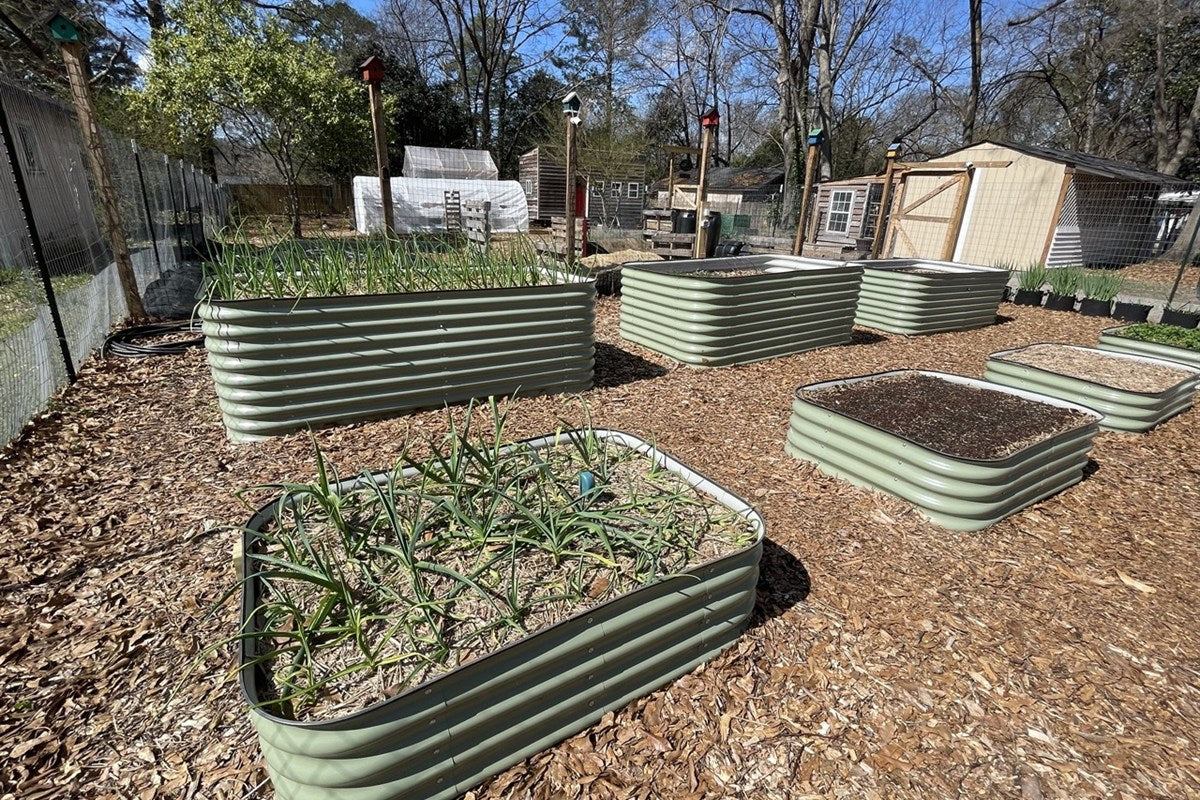 Raised vegetable beds with healthy crops growing in natural daylight