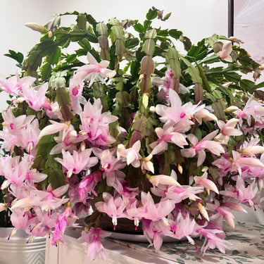 Crab Claw Orchid – Pink