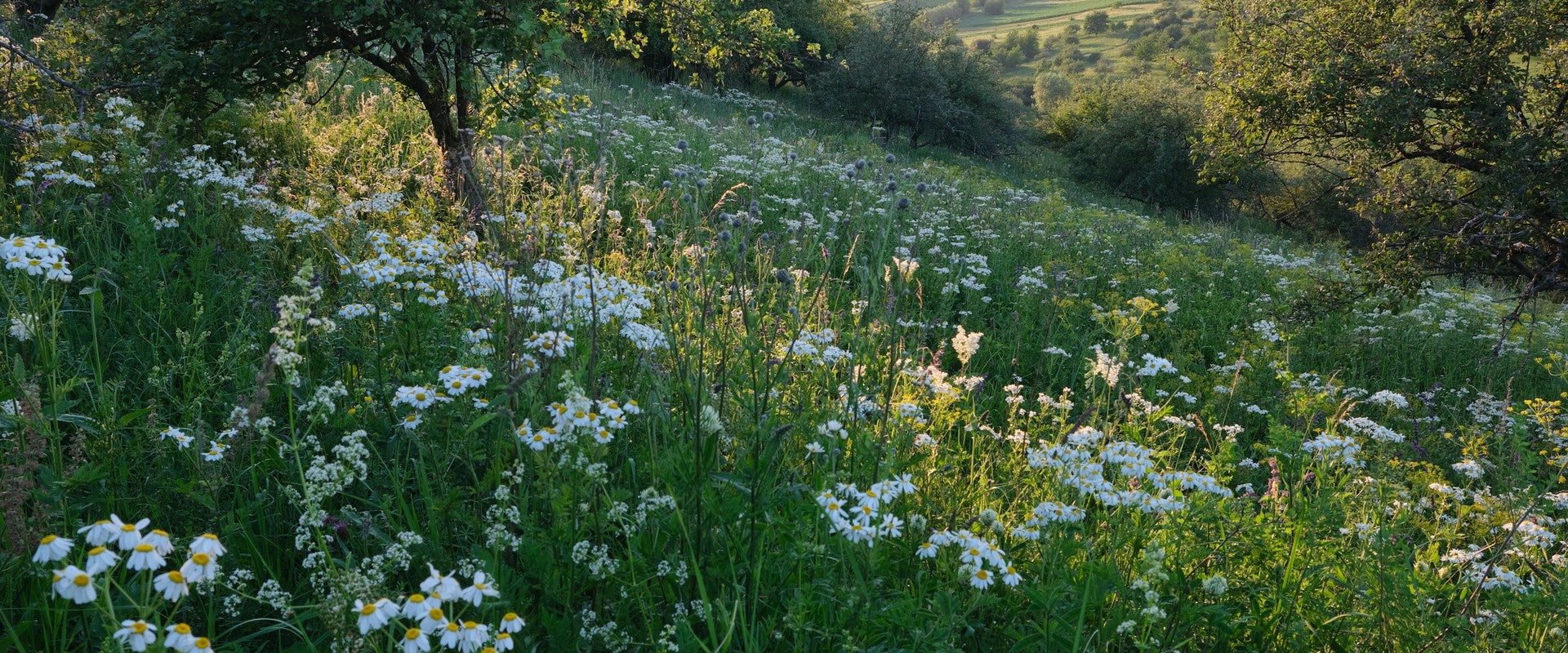 A natural wildflower meadow with mixed seasonal blooms