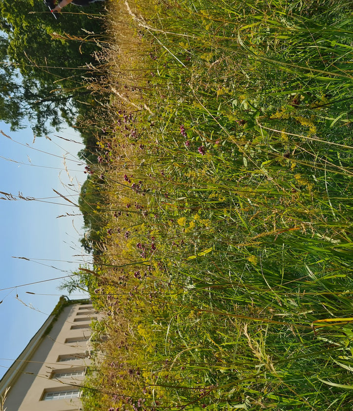 Wildflower Seeds