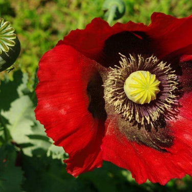 Papaver Red Poppy Seeds