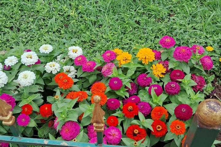 Colorful zinnia flowers growing in a garden